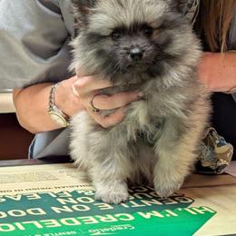 Silver boy - Black and silver male Keeshond puppy in Fayetteville, Tennessee from Erbekees-Keeshonden