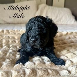 Midnight - Black male Goldendoodle puppy in Orangevale, California from Ugly Dad Doodles