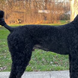 Poodles from Stone House Poodles