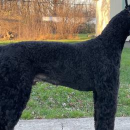 Poodles from Stone House Poodles