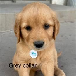 Grey collar boy - Golden male Golden Retriever puppy in Petaluma, California from Contango Goldens