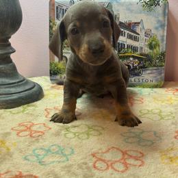 AKC Male 2900 - Blue and tan male Dachshund puppy in Summerville, South Carolina from Funk's Four-Legged Friends