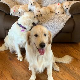 Chief - Light golden male Golden Retriever puppy in Liberal, Missouri from Good Life Goldens