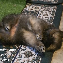 Frosty - Cream sable male Pomeranian puppy in Sanford, Florida from Serena's Poms