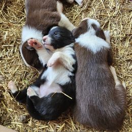 Border Collie Puppies from BC Dogs at the Rodgers