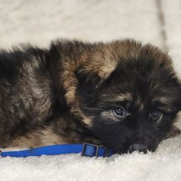 Navy Collar - Sable German Shepherd puppy in Deer Park, Alabama from Von Richardson Elite German Shepherds