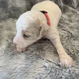 Opal - Parti female Goldendoodle puppy in Haddam, Kansas from Golden B Acres
