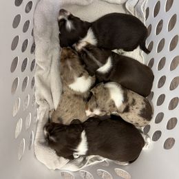 Dachshund Puppies from Mini Me Miniatures