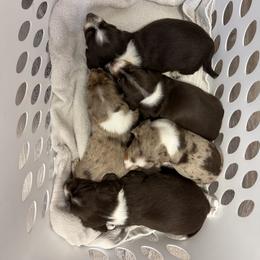 Dachshund Puppies from Mini Me Miniatures
