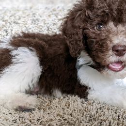 Cavapoos, Goldendoodles, and Poodles from Pearls & Curls doodles & poodles