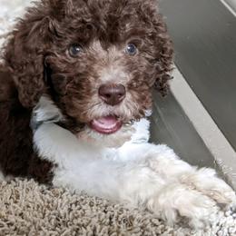 Cavapoos, Goldendoodles, and Poodles from Pearls & Curls doodles & poodles