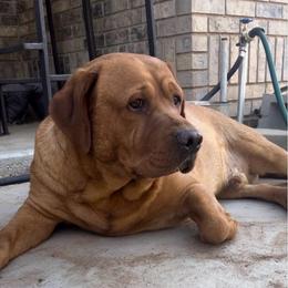 Jimmy - Labrador Retriever