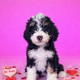 Thor - Tri-color male Bernedoodle puppy in Jackson, Missouri from Pincksten Family Doodles