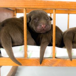 Labrador Retriever Puppies from Whiskey River Labradors