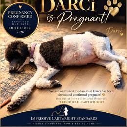 Poodle puppies from Impressive Cartwright Standards