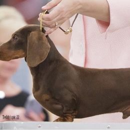 Emmy - Dachshund