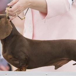 Emmy - Dachshund
