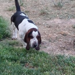 Basset Hound Puppies from Out Law Hounds Den