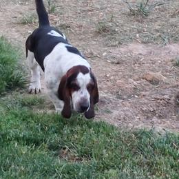Basset Hound Puppies from Out Law Hounds Den