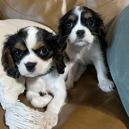 Wesner - Tri-color male Cavalier King Charles Spaniel puppy in Alpena, Michigan from Michelle Wesner