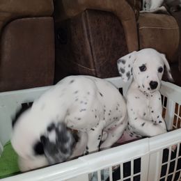 Dalmatian Puppies from Delaney's Dalmatians