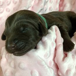 Bernedoodle and Labradoodle Puppies from Delaney Park Doodles