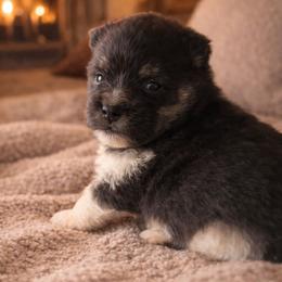 Lola - Black parti female Pomeranian puppy in Comer, Georgia from HillTop Pomeranians ✨