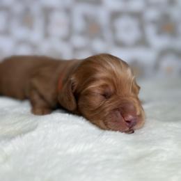 Hangman - Red male Dachshund puppy in Morristown, Tennessee from Hillside Hounds