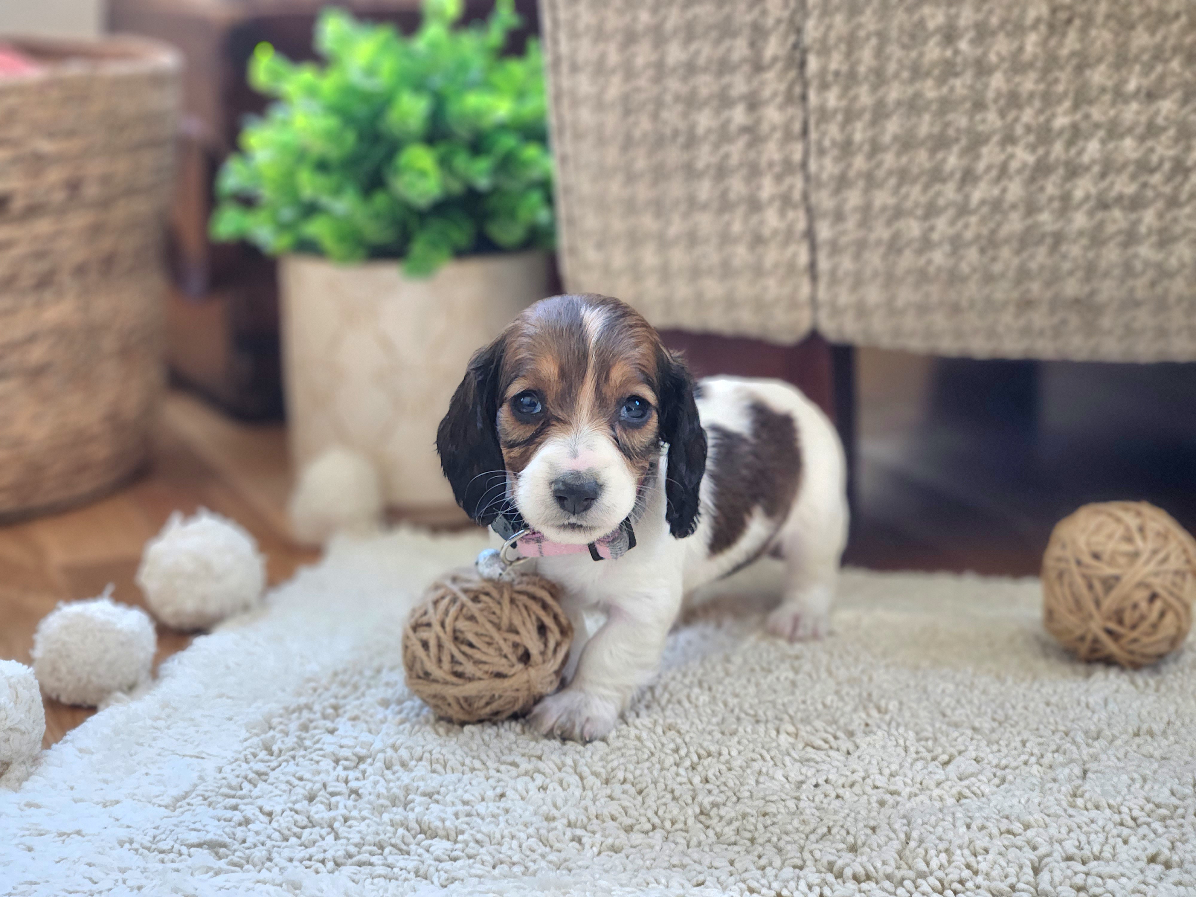 AKC Meet Chloe :) - Piebald female Dachshund puppy in Centerville, Iowa from Barnyard Dachshunds, Dals & Doodles