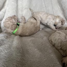 Poodle Puppies from J'Adore Doodles