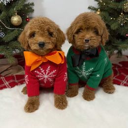 Orange - Red  male Goldendoodle puppy in Krum, Texas from Heartfelt GoldenDoodles
