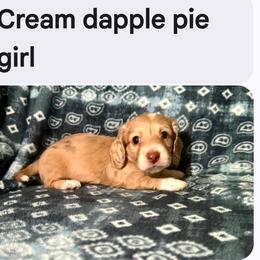 Female 2 - Dapple female Dachshund puppy in Snow Camp, North Carolina from V's Southern Angels