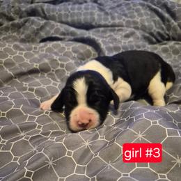 Girl 3 - Black and white female English Springer Spaniel puppy in Socorro, New Mexico from Huntin' Buddies