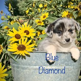 American Corgis and Pembroke Welsh Corgis from Blue Diamond Welsh corgis