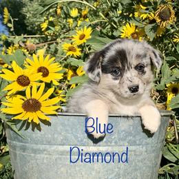 American Corgis and Pembroke Welsh Corgis from Blue Diamond Welsh corgis