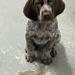 German Shorthaired Pointer Puppies from Inspire German Shorthaired Pointers