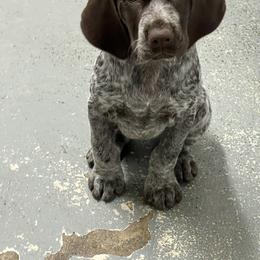 German Shorthaired Pointer Puppies from Inspire German Shorthaired Pointers