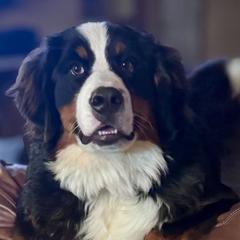Bernie - Bernese Mountain Dog