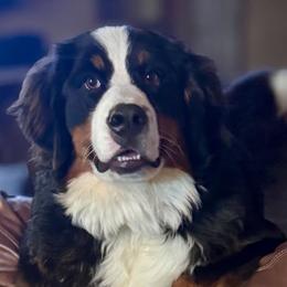 Bernie - Bernese Mountain Dog