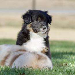 Hunter - Black tri male Miniature American Shepherd puppy in Stephenville, Texas from Diamond H Aussies