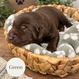 Green - Chocolate male Labrador Retriever puppy in Dickson, Tennessee from Cane Creek Labradors