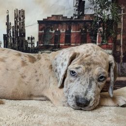 Shade - Merle male Great Dane puppy in Bay City, Michigan from Monarch Danes