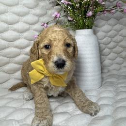 Honey - Apricot female Goldendoodle puppy in Waterloo, Illinois from Ashly Miller