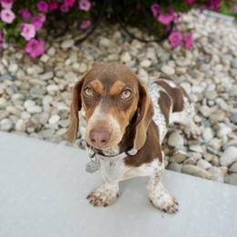 Louise - Dachshund