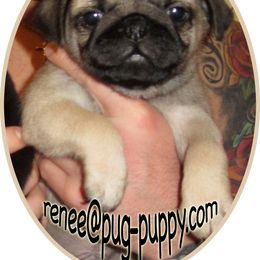 Pug Puppies from Pug Puppies of Boston