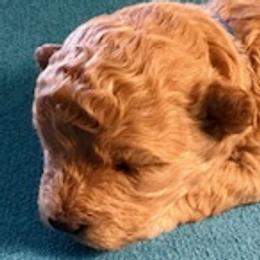 Dark blue collar girl - Cafe au lait female Maltipoo puppy in Silver Springs, Florida from Puppy Love Palace at HB Farm