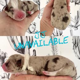 JJ - Red merle female Border Collie puppy in Sanger, California from Flying M Cactus Ranch Buddies