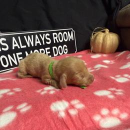 Timon AKC 4500 diluted red dapple - Dapple male Dachshund puppy in Indian Trail, North Carolina from Hilda’s Teenie Weenies