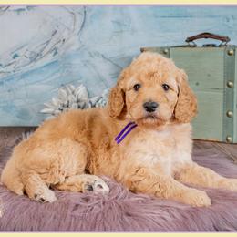 Stacy - Red  female Goldendoodle puppy in Connersville, Indiana from Deaz Doodle Ranch