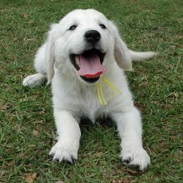 Golden Retrievers from Hidden Meadow Goldens